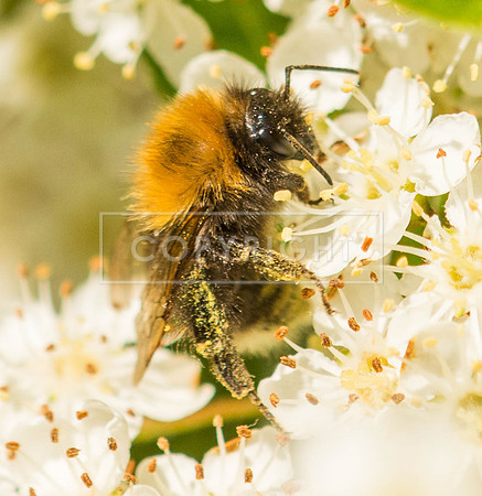 Busy Bee