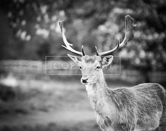 Deer 1