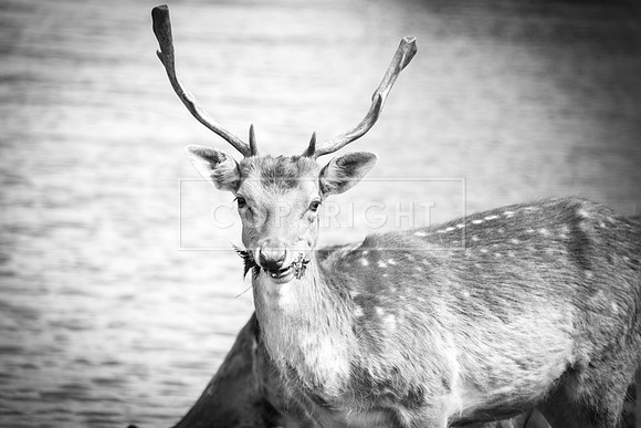 Deer 2