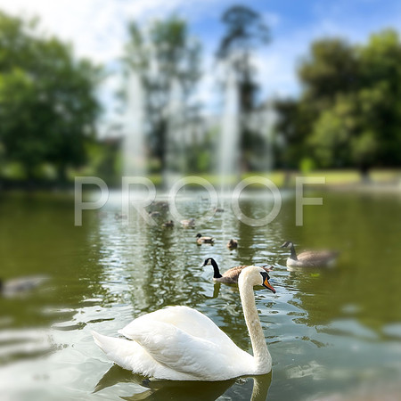 Swans in the Park